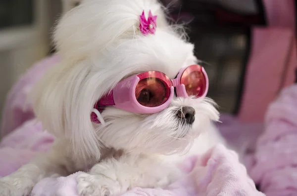 Freddo alla moda cane maltese — Foto Stock