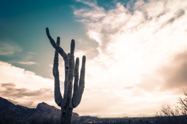 ikonik saguaro kaktüs ağacında