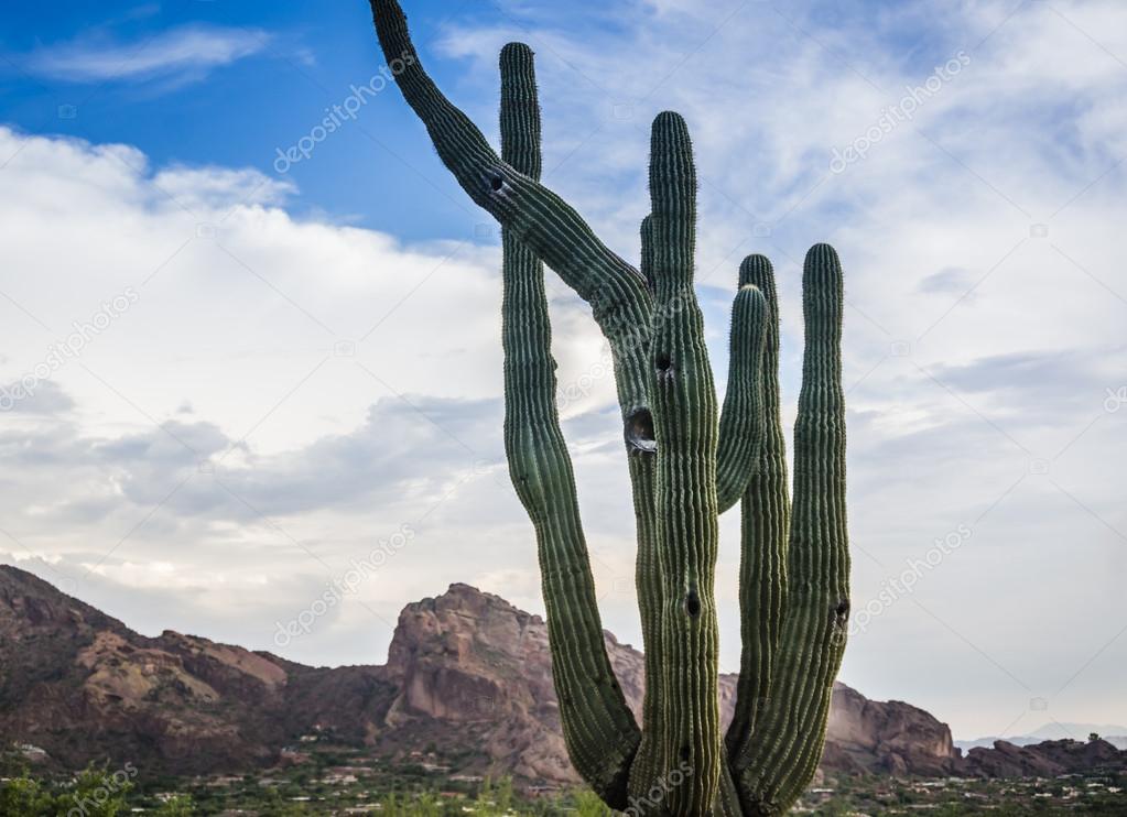 Saguaro cactus tree with Camelback Mountain