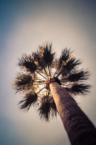 Art lomography photo style photo of Palm Tree — Stock Photo, Image