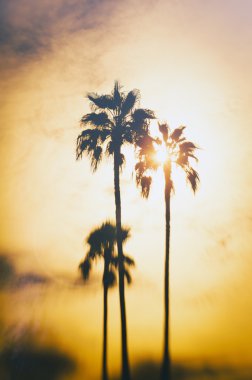 Paradise - Palm Trees Venice Beach,CA clipart