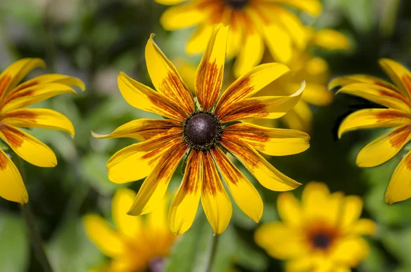 Belle fleur rouge jaune fleurie — Photo