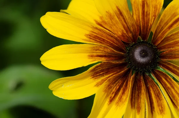 Belle fleur rouge jaune fleurie — Photo