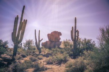 Arizona desert rock and saguaro cactus clipart