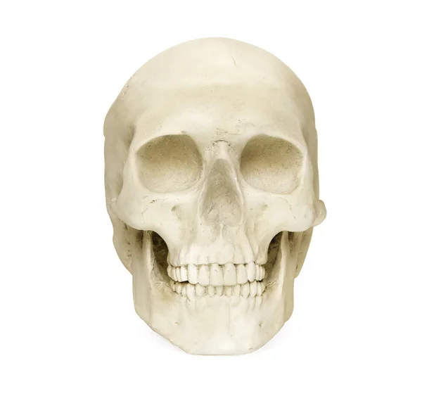 Human skull — Stock Photo, Image