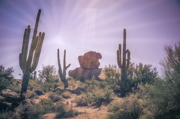 피닉스 코 츠 데 일 아리조나 사막 풍경 saguaro 보 울 풍경 — 스톡 사진