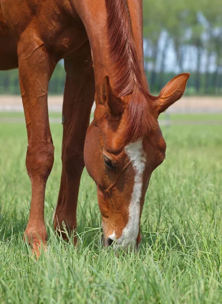 Hnědého koně na pastvinách — Stock fotografie