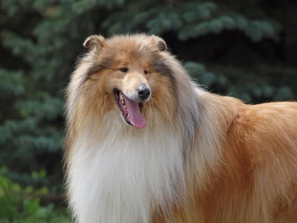 Ritratto di bellissimo cane da pastore delle Shetland — Foto Stock