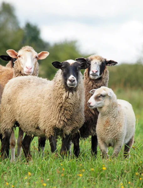 Sheep on a pasture — Stock Photo, Image
