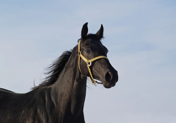 Portrait of black thoroughbred horse — Stock Photo, Image