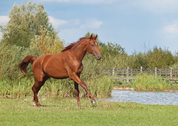 ギャロッピング栗の馬 — ストック写真
