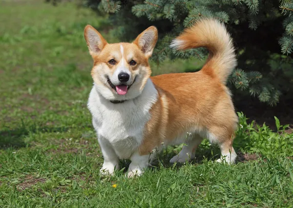 7 005 Pembroke Welsh Corgi Stock Photos Free Royalty Free Pembroke Welsh Corgi Images Depositphotos 7 005 Pembroke Welsh Corgi Stock Photos Free Royalty Free Pembroke Welsh Corgi Images Depositphotos