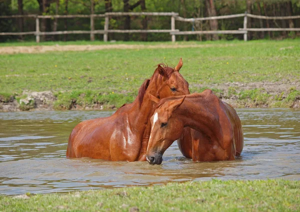 Gölde bir iki kestane at banyo — Stok fotoğraf