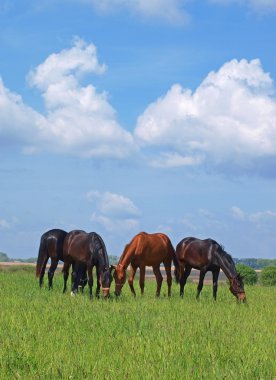 Grup genç at bir mera üzerinde