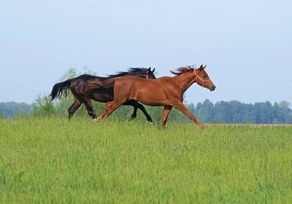 两个年轻种马在字段上舞动 — 图库照片