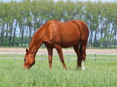 parlak kestane at grazes
