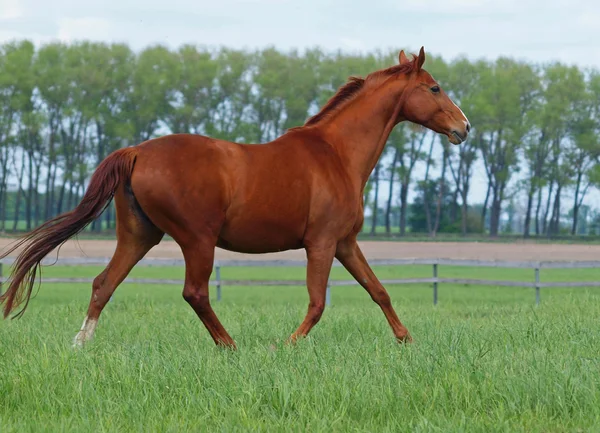Brightly chestnut horse trots — Stock Photo, Image