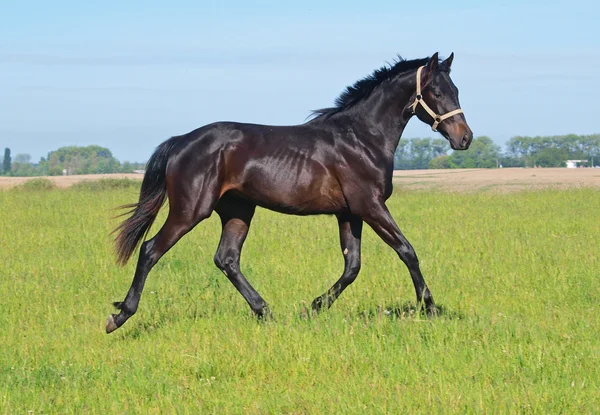 An dark-bay stallion on a meadow — Stock Photo, Image