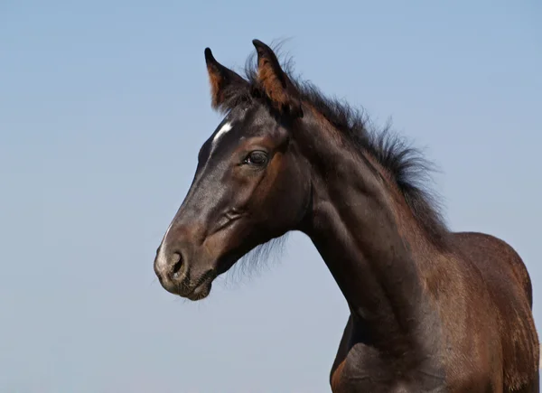 Portrait of dark foal on a background blue sky — Stock Photo, Image