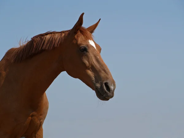Ritratto di cavallo di castagno — Foto Stock