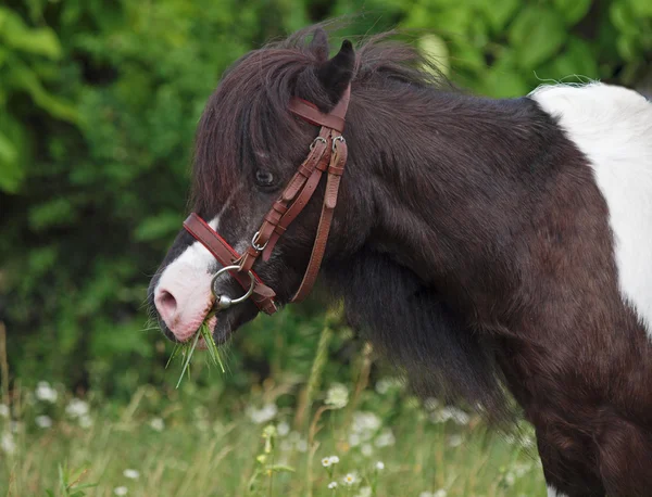 Piccolo piebald al pony — Foto Stock