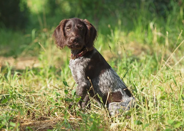 Puppy of breed German Pointer — Stock Photo, Image