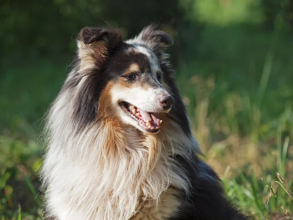Очень красивая собака - Шелли — стоковое фото