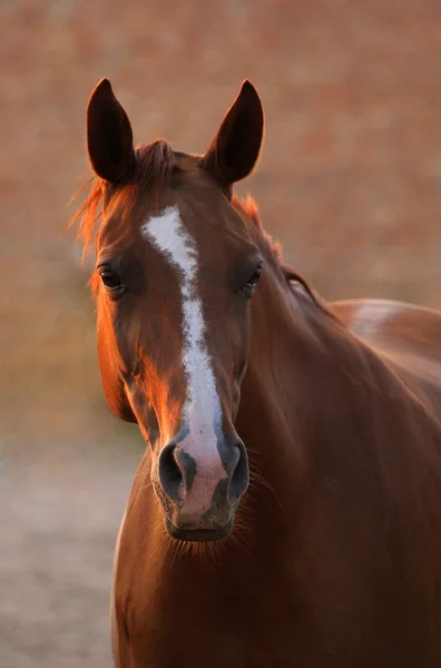 Portrait de cheval châtain — Photo