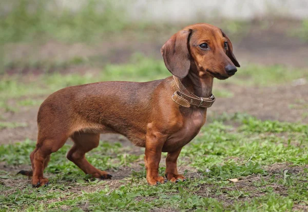 Pies rasy jamnik kolor brązowy — Zdjęcie stockowe
