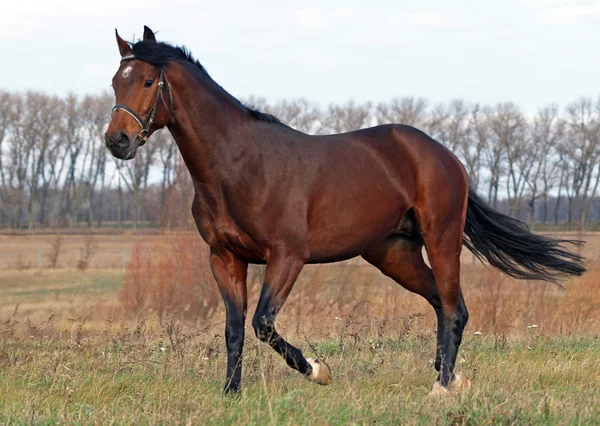 Young bay stallion — Stock Photo, Image