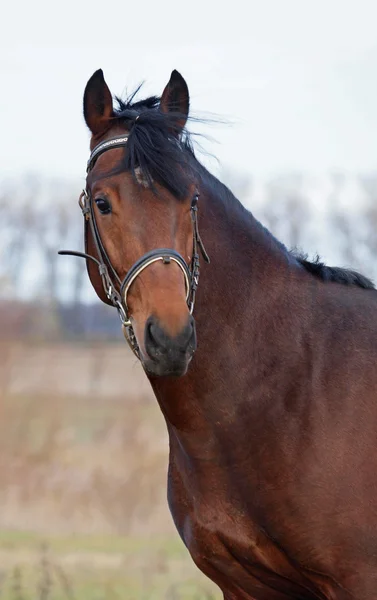 Portrait of young bay stallion — Stock Photo, Image