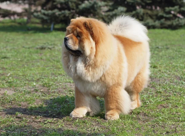 Chow-Chow — Foto Stock