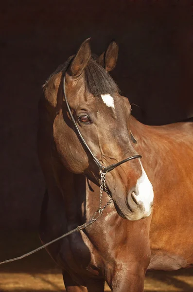 Ritratto di cavallo genealogico — Foto Stock