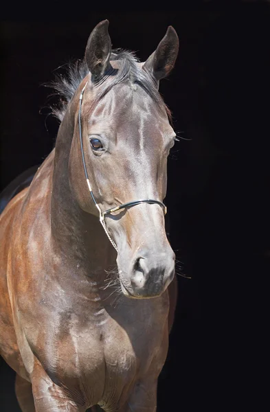 血統馬の肖像画 — ストック写真