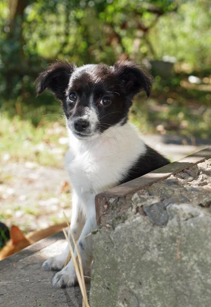 Puppy blackly white colouring in expectant of owner — Stock Photo, Image