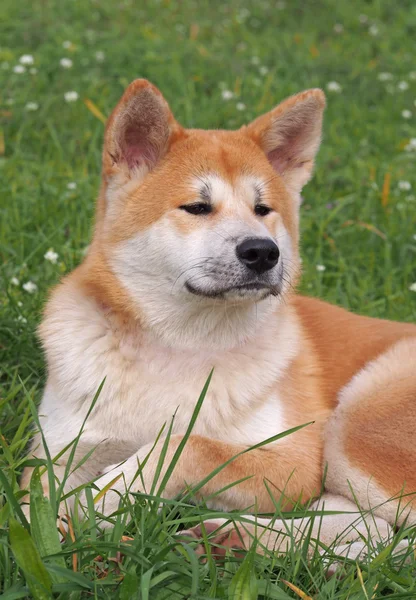 Portrait von Hund akita-inu — Stockfoto