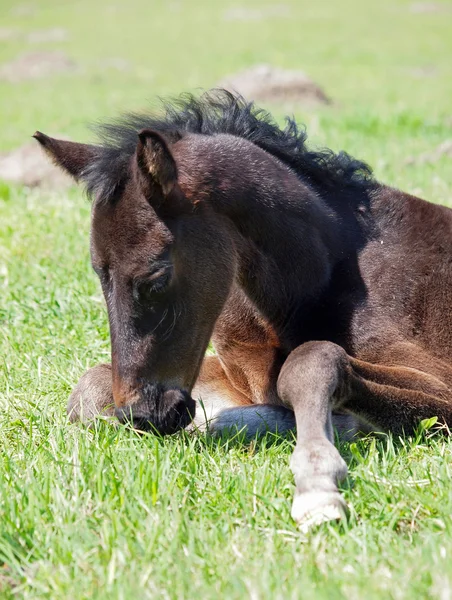 A dark-bay foal lies on a grass — Stock Photo, Image