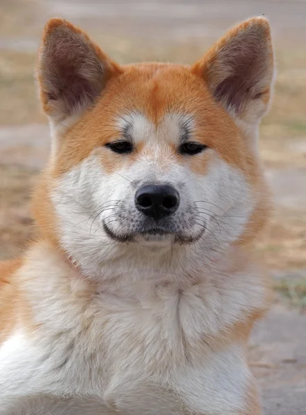 Portrait von Hund akita-inu — Stockfoto