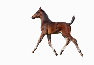 küçük bir tayı paça