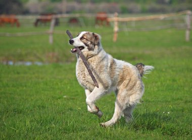 büyük köpek bir sopa ile oynuyor