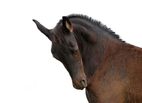 素晴らしい馬の肖像画 — ストック写真