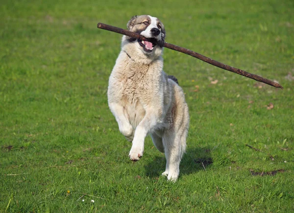 Large dog plays with a stick — Stock Photo, Image