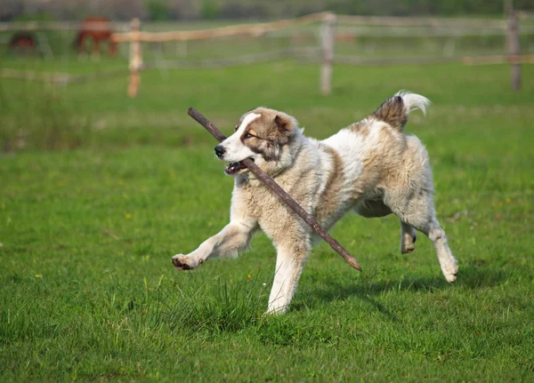 Large dog plays with a stick — Stock Photo, Image