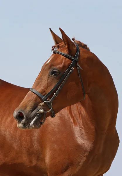 Portrait beautiful horse — Stock Photo, Image