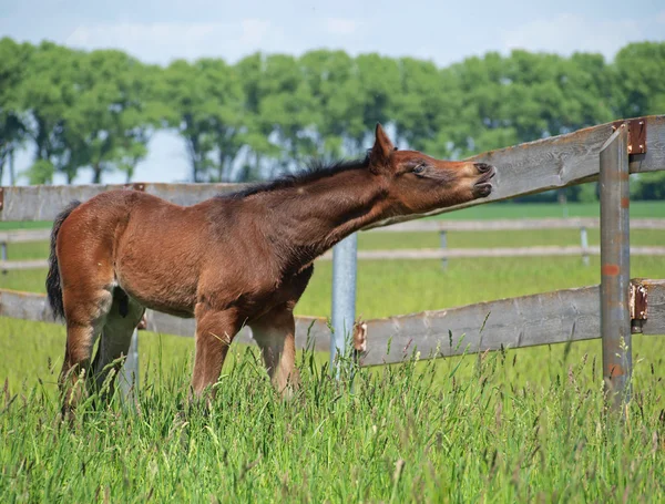 牧草地に湾の子馬 — ストック写真
