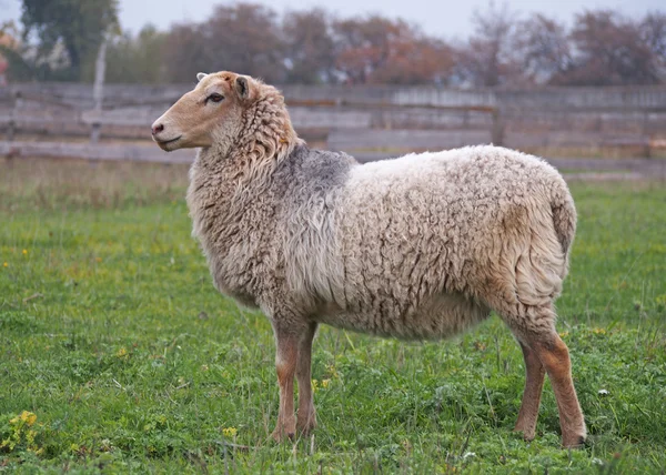 Ett får på ängen — Stockfoto