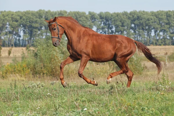 Młody ogier trots — Zdjęcie stockowe