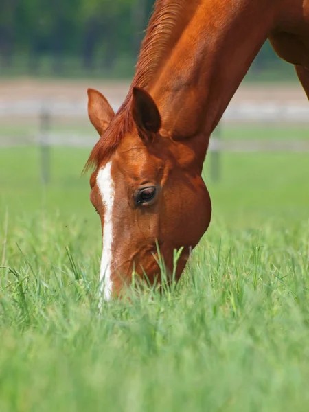 Kastanj häst betande — Stockfoto