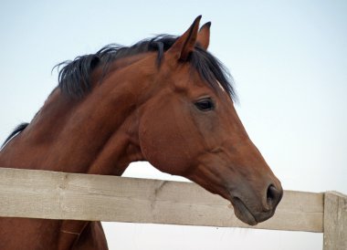 portret elegancki bay Horse우아한 베이 말의 초상화