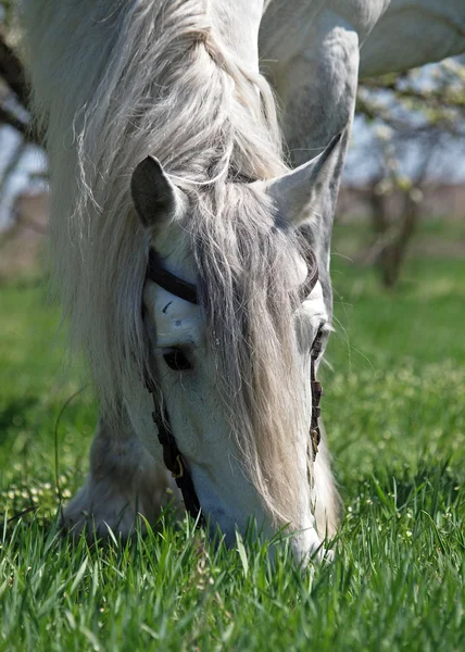 Grey horse grazing — Stock Photo, Image